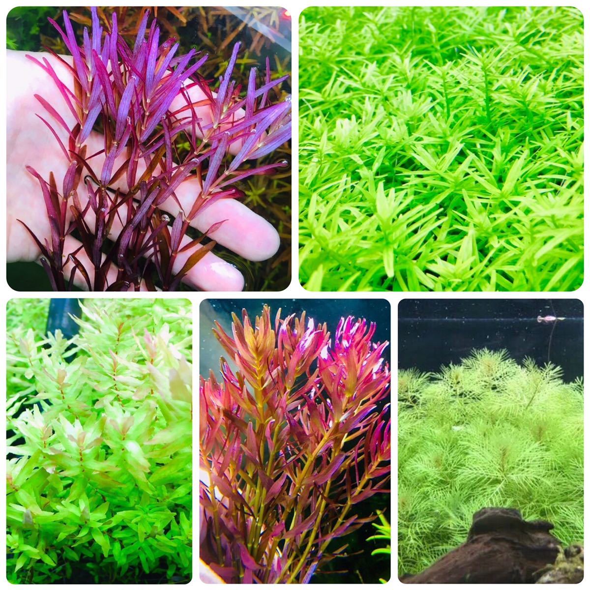 水草セット　5種類 水中葉　無農薬　無害虫_画像1