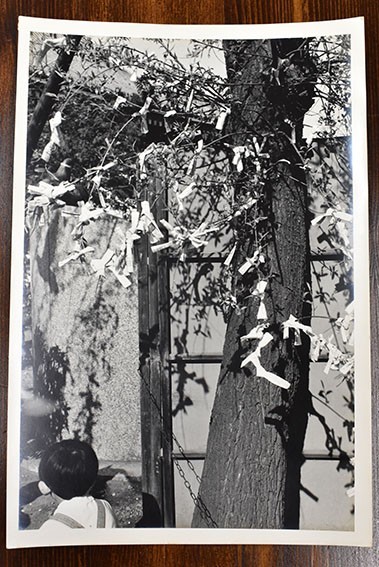  tree .... print [..16119] gelatin silver print back surface .., number 30.5×20.5