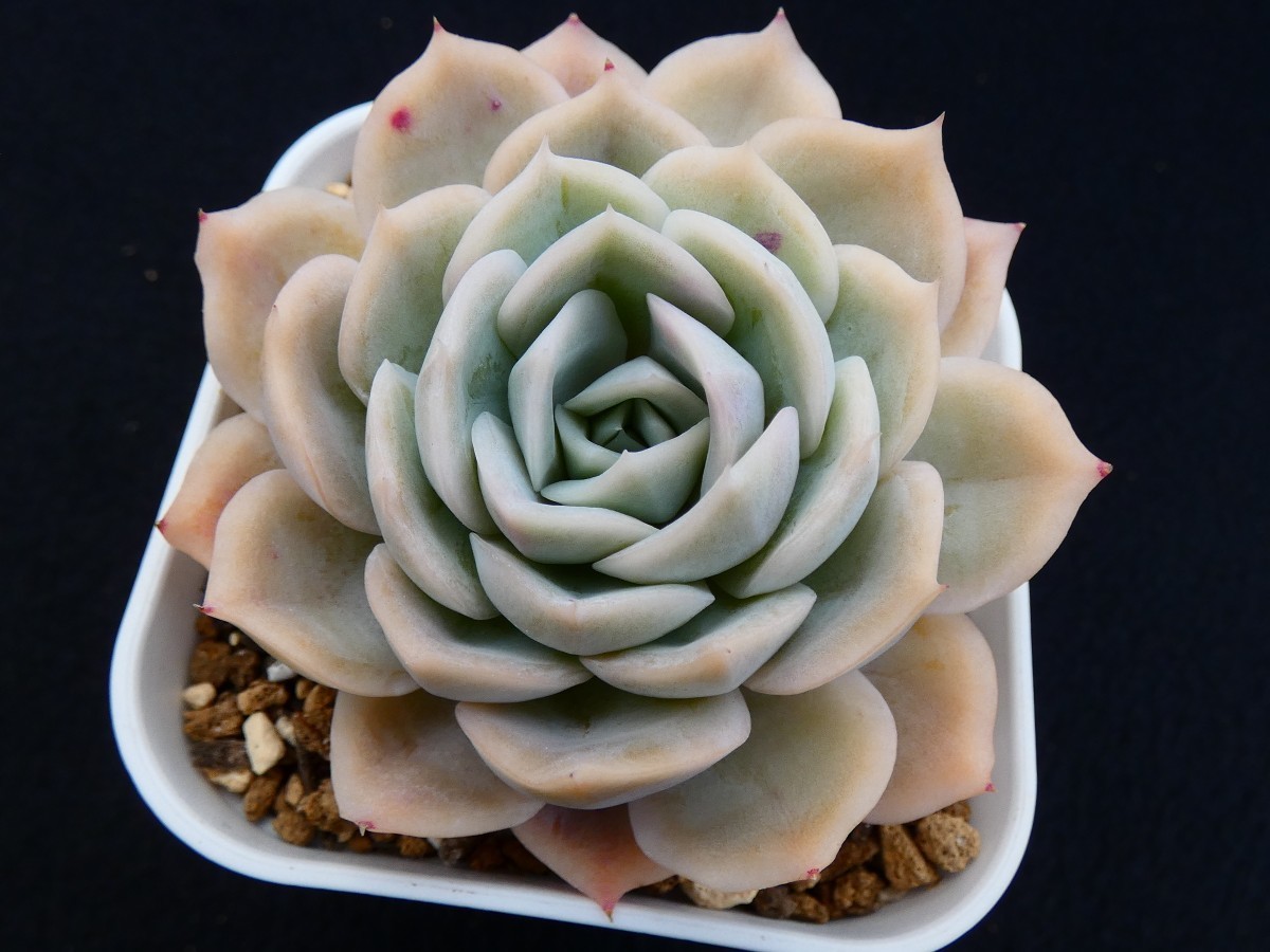 リラシナ×エレガンス （lilacina×elegans） 多肉植物 エケベリア 抜き苗_画像4