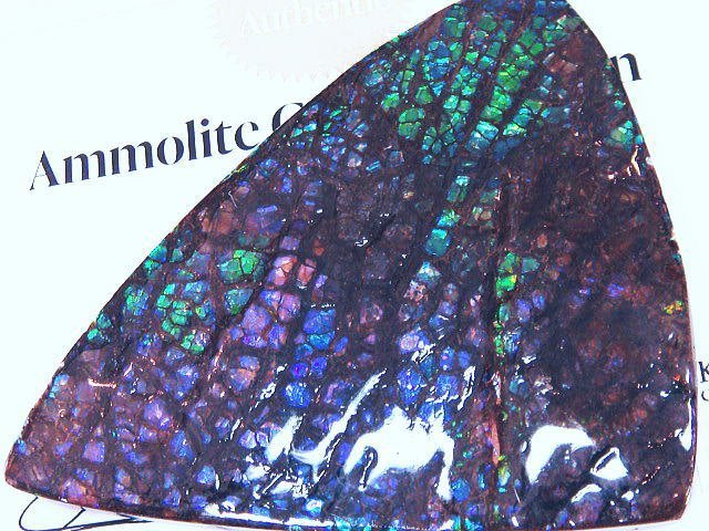 化石 アンモライト 青、紫！寒色！巨大！オパールの様な発色！神秘的 ジュエリー 宝石 化石 原石 鉱物 標本 観賞石_画像2