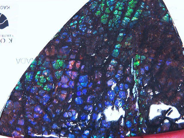 化石 アンモライト 青、紫！寒色！巨大！オパールの様な発色！神秘的 ジュエリー 宝石 化石 原石 鉱物 標本 観賞石_画像4