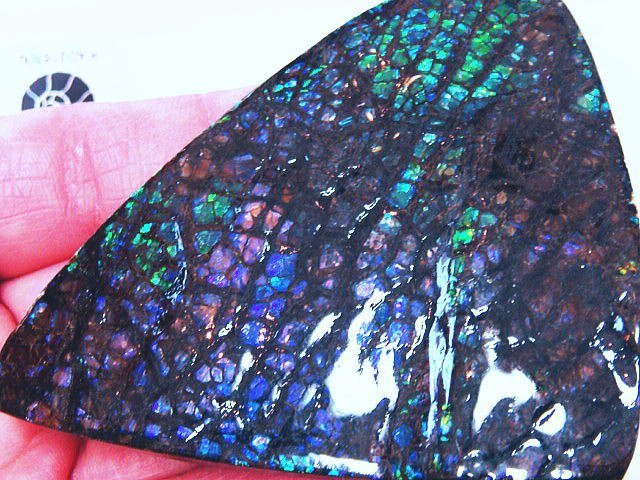 化石 アンモライト 青、紫！寒色！巨大！オパールの様な発色！神秘的 ジュエリー 宝石 化石 原石 鉱物 標本 観賞石_画像3