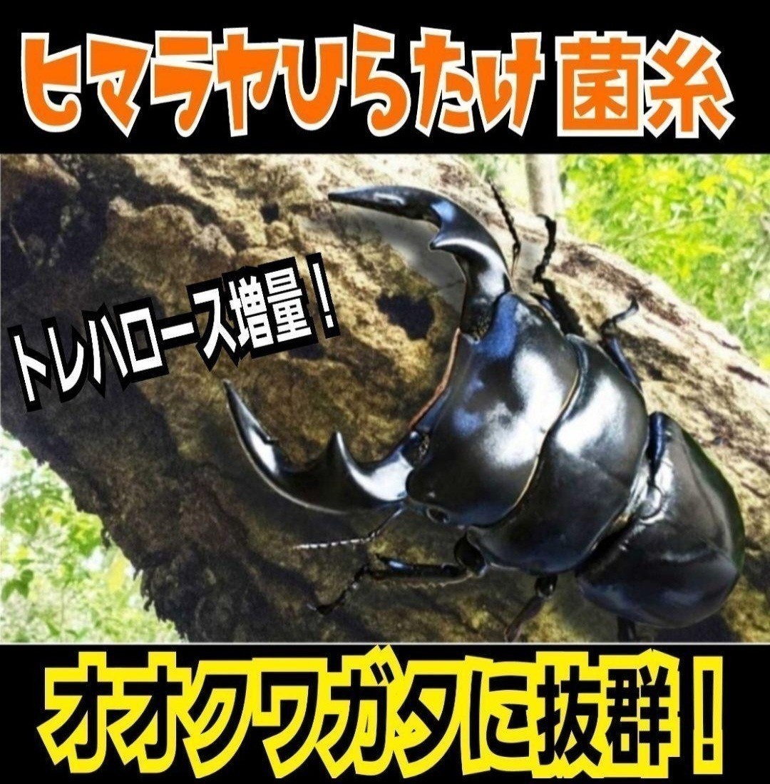 特選！最強のクワガタ用菌糸カップ120ml　初令、2令幼虫専用栄養添加剤配合！　オオクワ、ニジイロ、ヒラタ、ノコギリ、シカ、フタマタに！_画像8