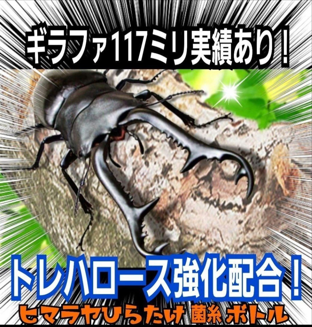 特選！ヒマラヤひらたけ菌糸カップ120ml　初令、2令幼虫専用栄養添加剤配合！　オオクワ、ニジイロ、ヒラタ、ノコギリ、シカ、フタマタに！_画像9