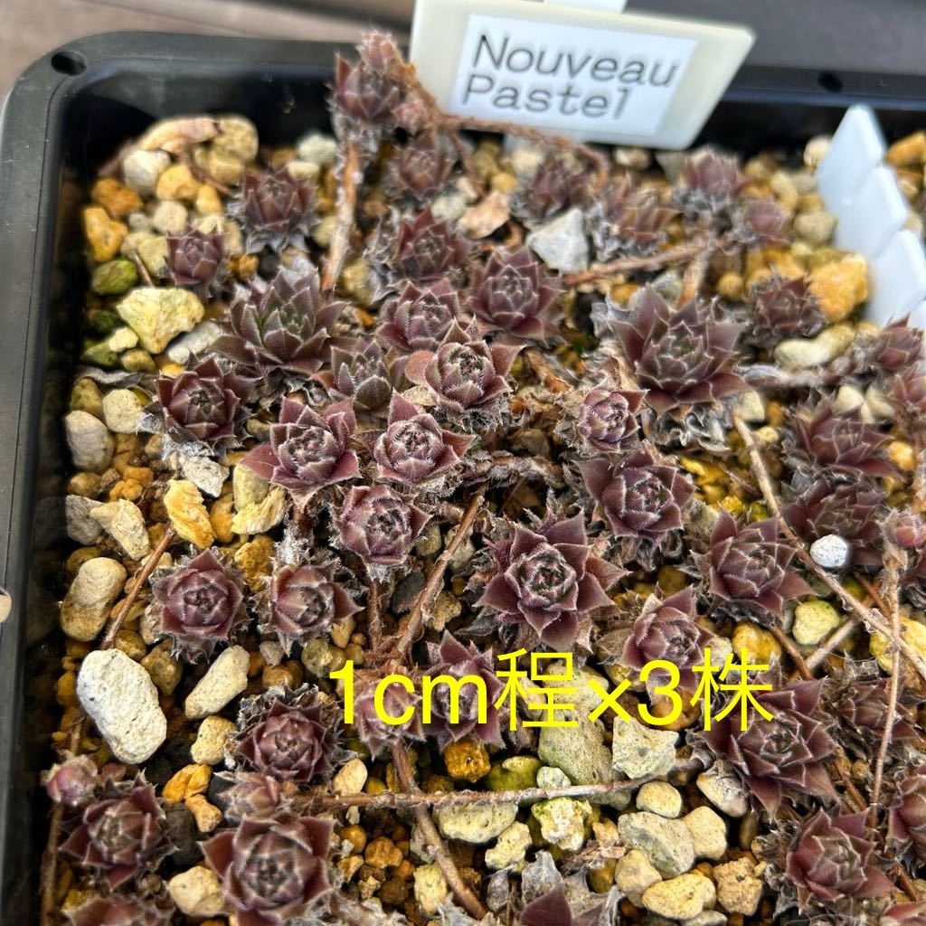31.【Nouveau Pastel】1cm程×3株 センペルビウム Sempervivum 多肉植物_画像2
