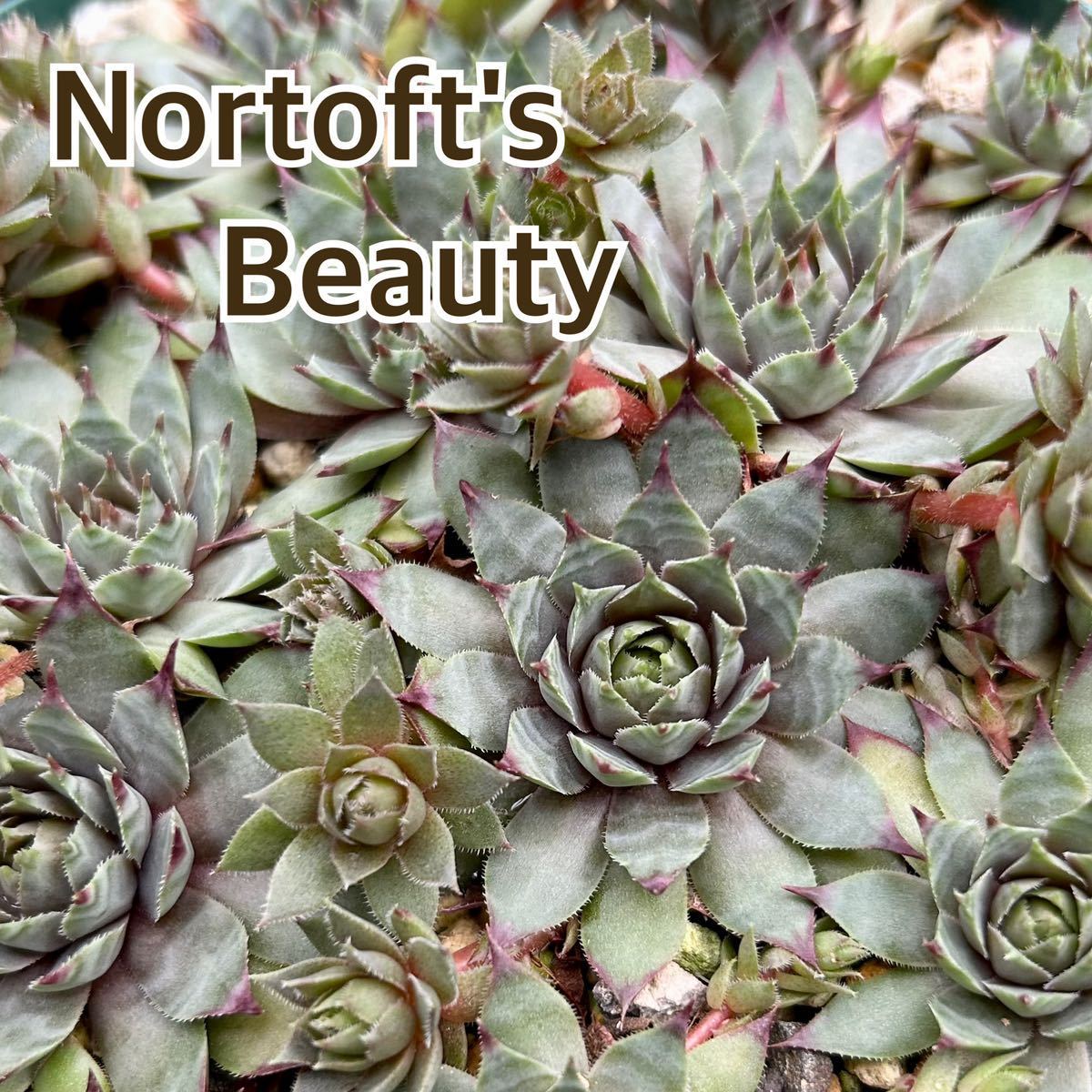 5.【Nortoft's Beauty 】1cm程×2株Sempervivum センペルビウム 多肉植物_画像1