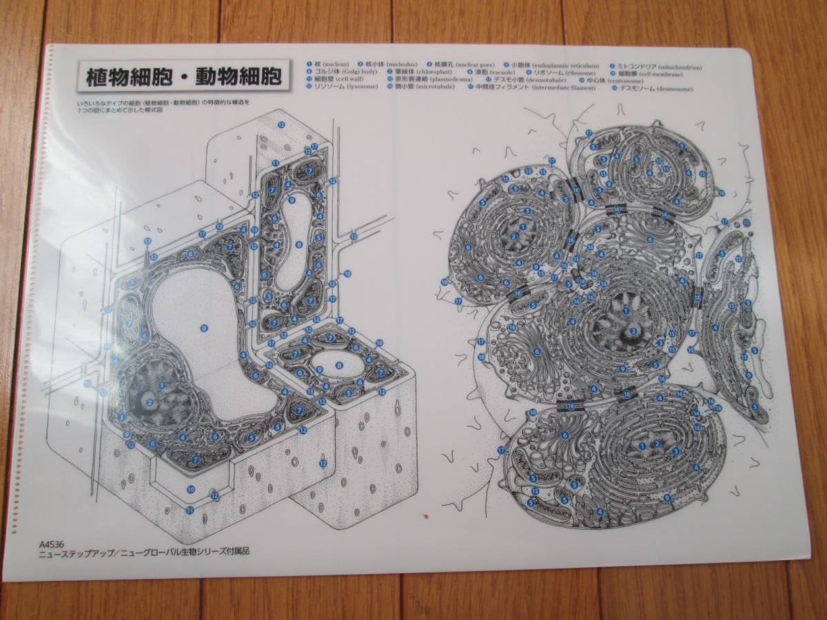 クリアファイルいろいろ3枚セット☆購入新品・未開封　チャート式数学Ⅰ+Ａ・付録　東京書籍　細胞図表柄+Loft×ドラクエコラボ_画像6