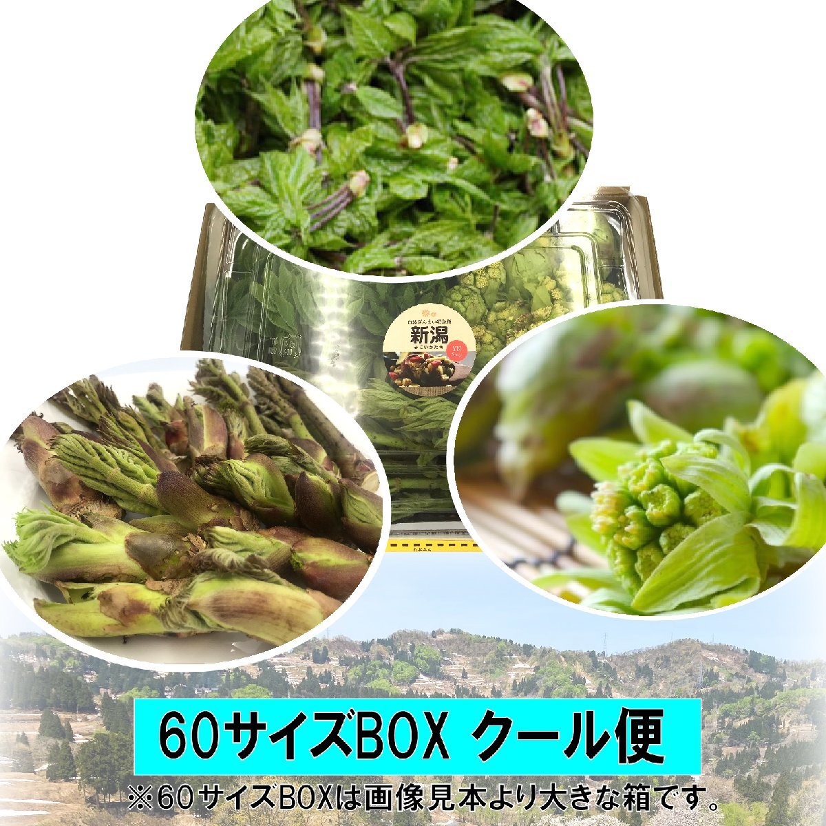 [100 иен скидка только для ранних бронирований] [Cool Flight] [niigata uonuma] Новые природные дикие овощи в зоне сильного снегопада (Cosia Bra, Bud и Fukinoto)/ приблизительно 450 г