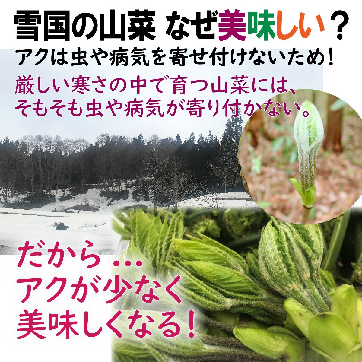 【早期予約に限り100円引】【保冷剤入り】[新潟魚沼産] 豪雪地帯 天然山菜 新々３種 (コシアブラ・たらの芽・こごみ) BOX満タン/ 計約450g_画像3