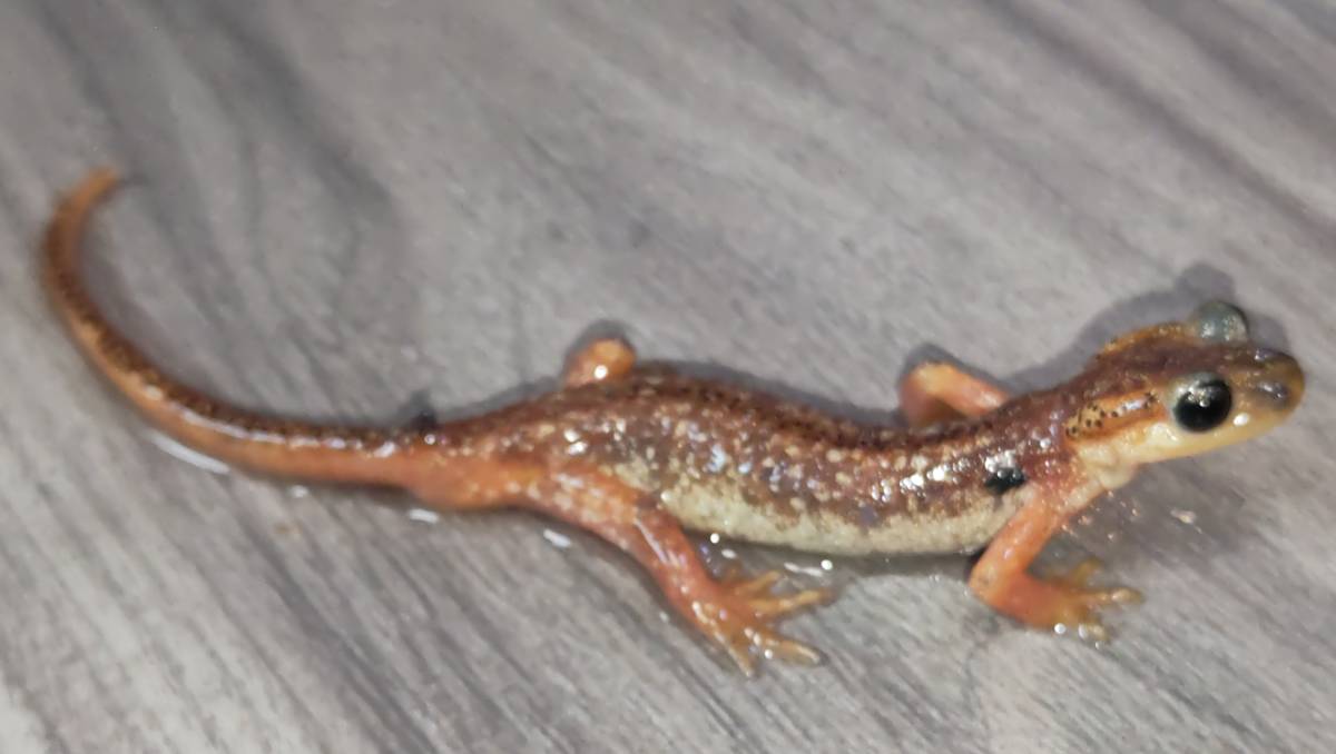 li Kia salamander [Lyciasalamandra billae]