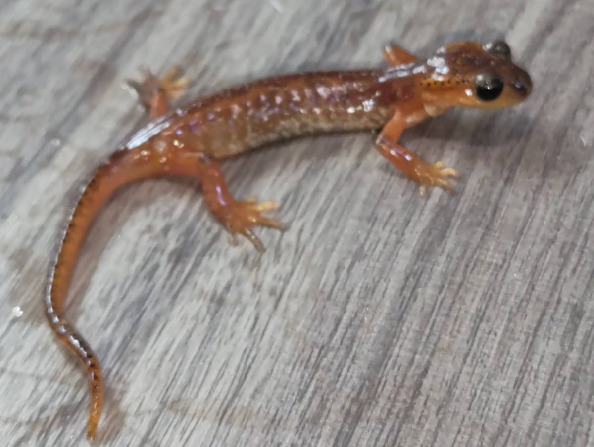 li Kia salamander [Lyciasalamandra billae]