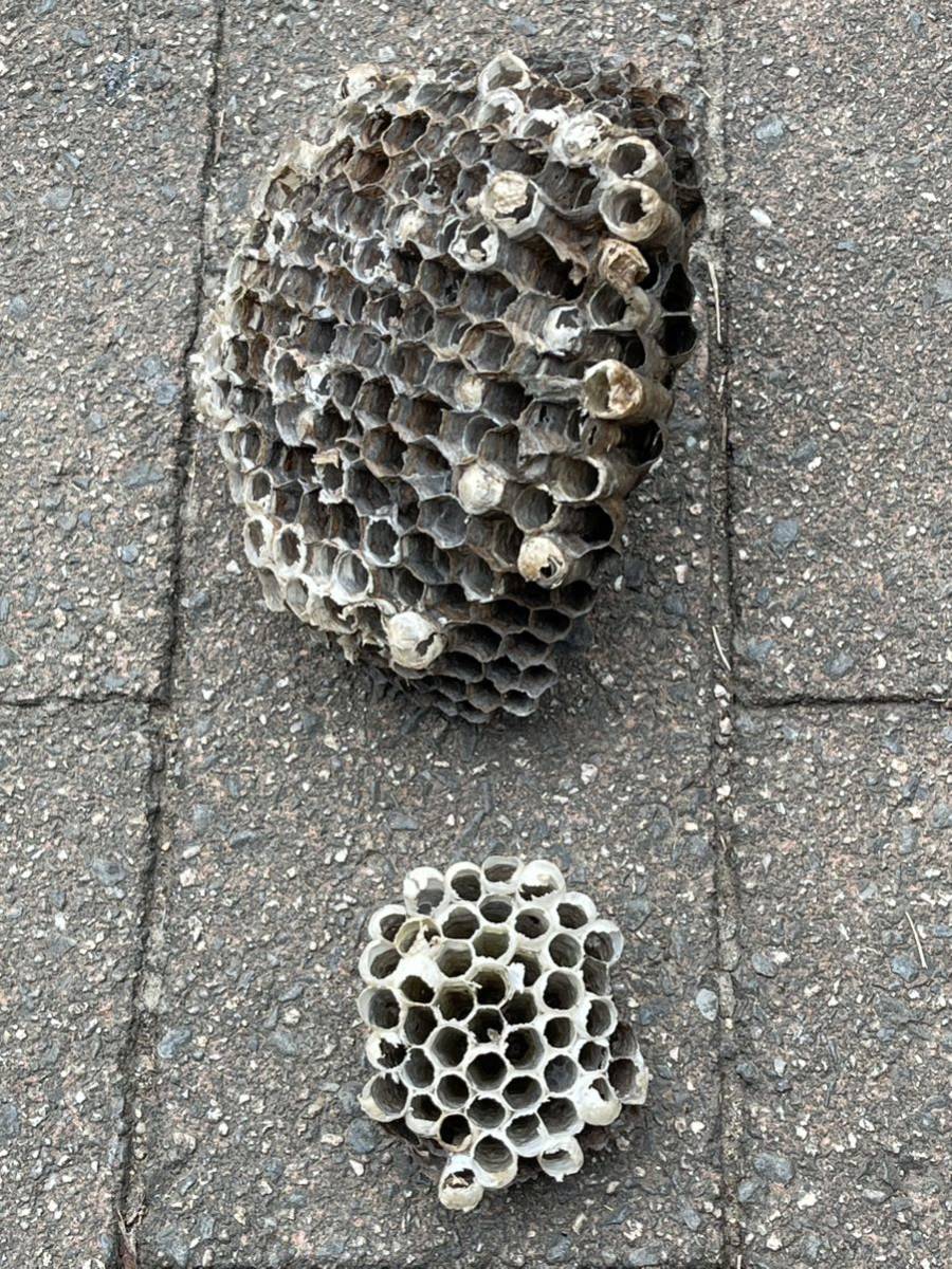 asinaga chopsticks. nest bee. nest bee decoration research study raw ... thing .... quotient ... house inside safety 