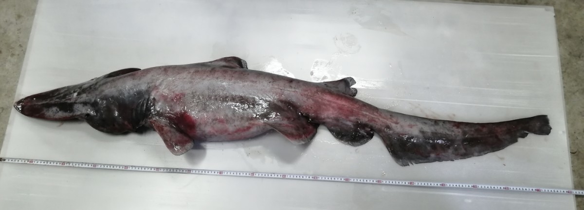 ミツクリザメ　170cm 　17kg　本土送料4480円　標本用　剥製用　素材　深海魚　海水魚　冷凍発送　希少　激レア_画像1