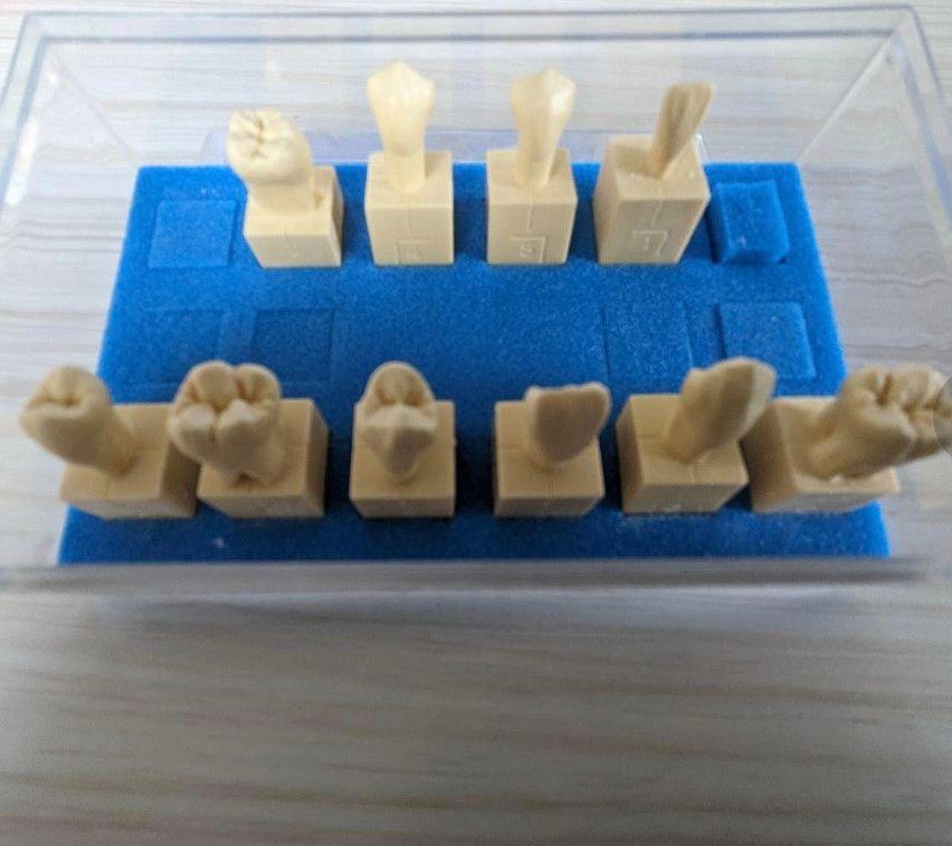 歯科技工　歯科模型　歯牙彫刻模型