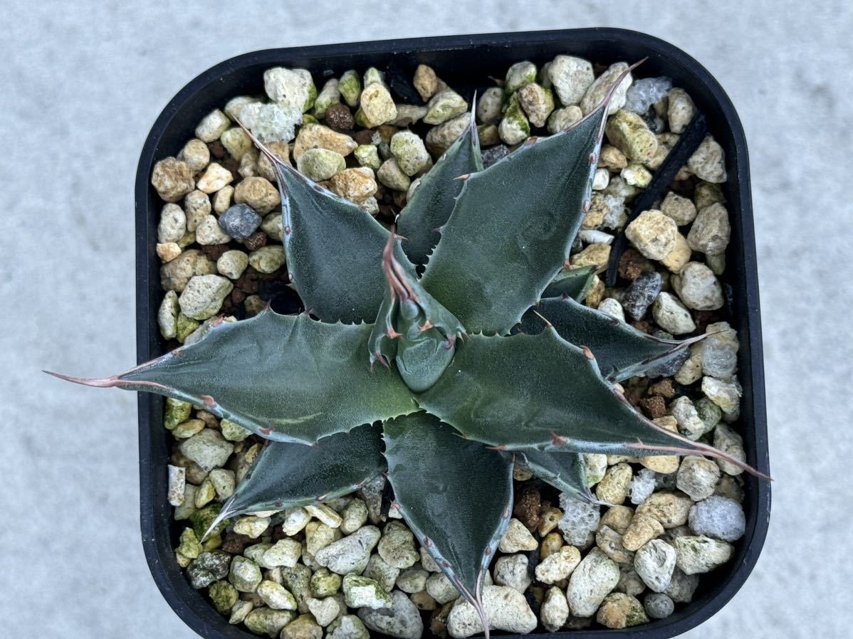 アガベ モンタナ 実生 Agave 多肉植物 _画像4