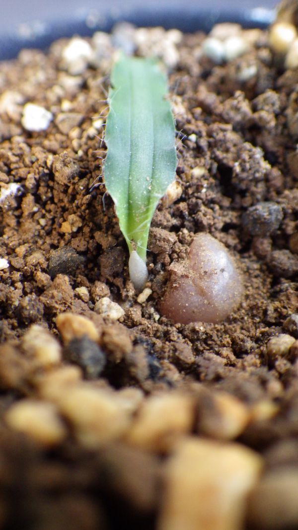 多肉植物　ドリミア　ハオルチオイデス　冬型球根_画像5