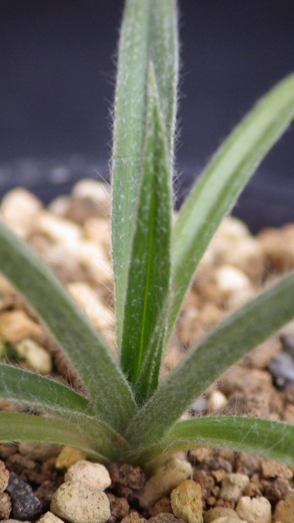 多肉植物　ヒポクシス　ヘメロカリディア　南ア　ケープバルブ　小さめ球根　2_画像1