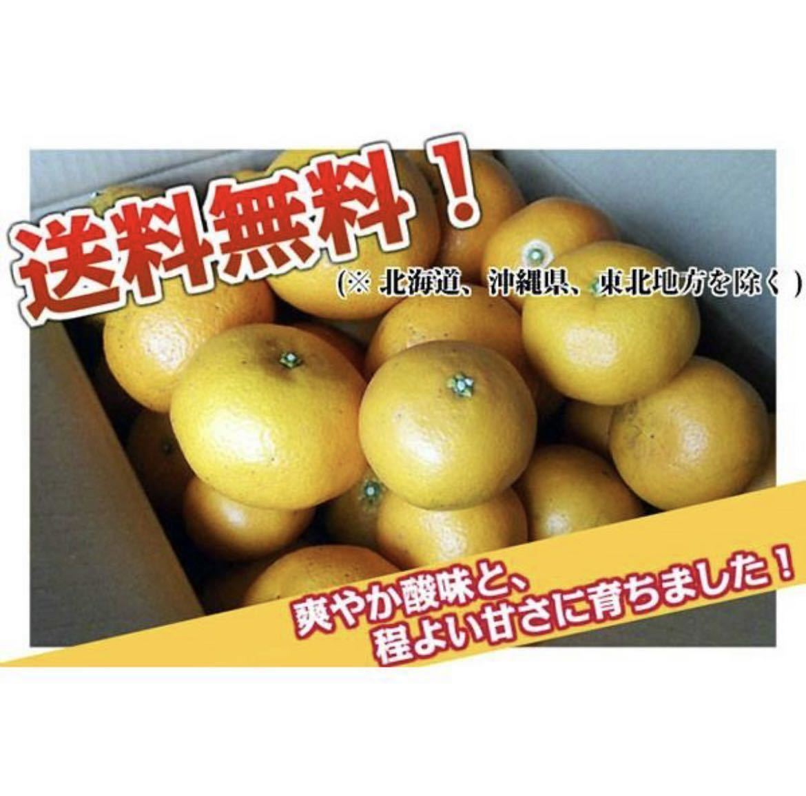 いよかん 伊予柑 訳あり 8kg 和歌山県産 送料無料(北海道、沖縄県、東北地方除く) 伊予柑 ご自宅用　_画像2