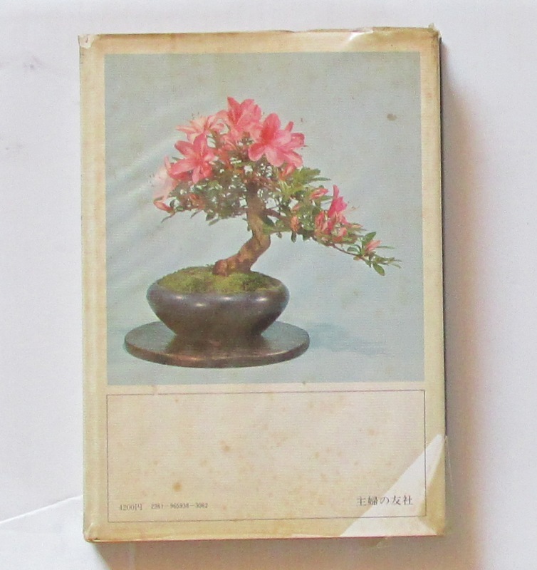  Rhododendron indicum bonsai ... tree * old tree from tree ... Ogawa . Taro ... . company bonsai plant 