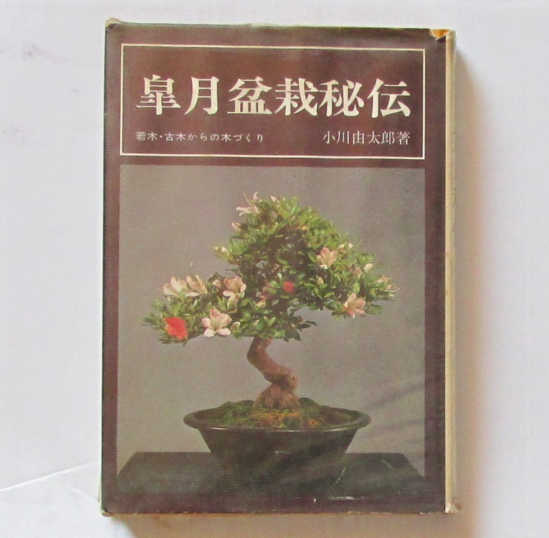  Rhododendron indicum bonsai ... tree * old tree from tree ... Ogawa . Taro ... . company bonsai plant 