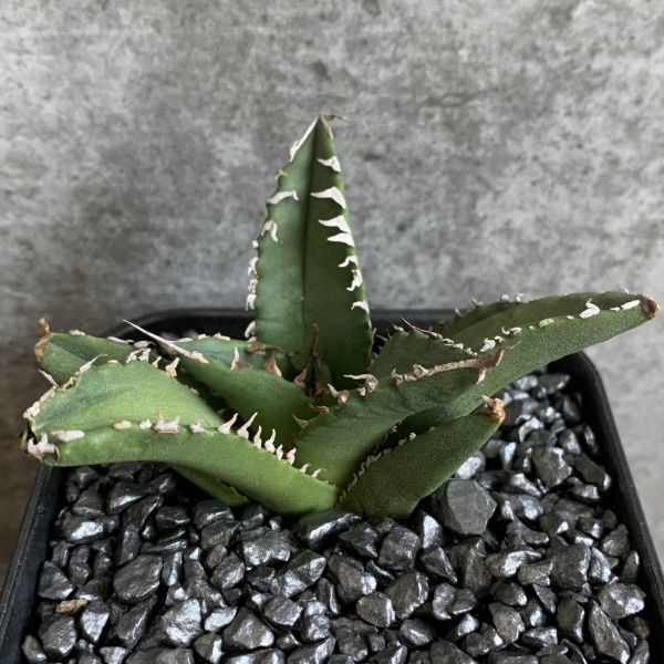 【D933】S級極上！！ 【超希少品種！】アガベ チタノタ バラクーダ Agave titanota”barracuda”_画像3