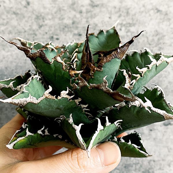 【D950】S級極上！！ 【超希少品種！】アガベ チタノタ バラクーダ Agave titanota”barracuda”_画像1