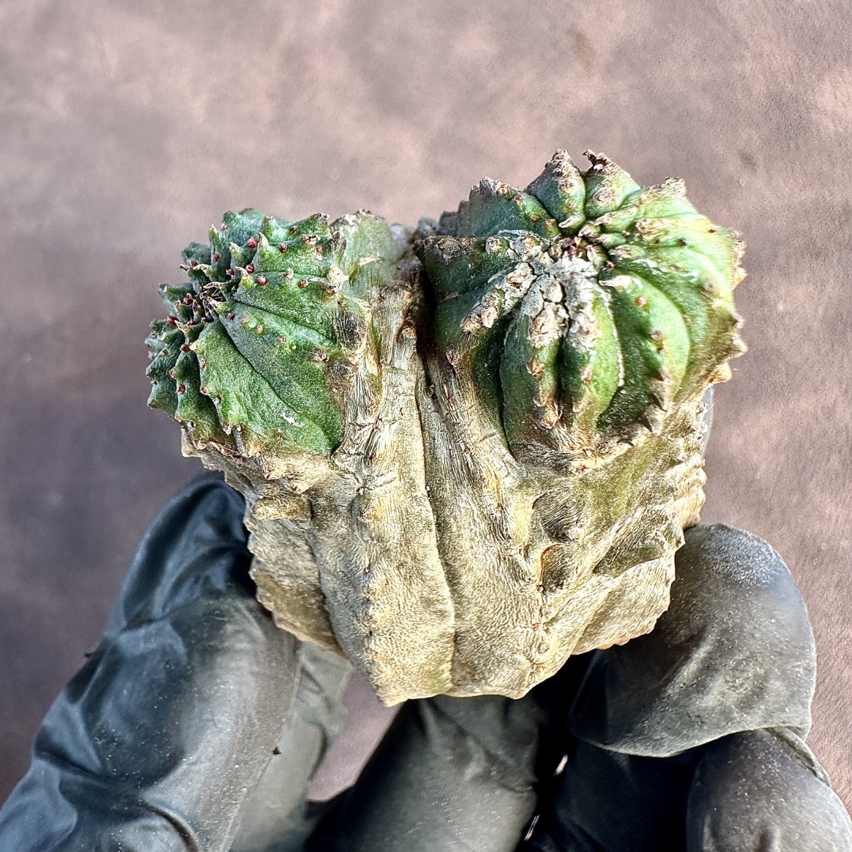 【Lj_plants】308 多肉植物 ユーフォルビア オベサブロウ Euphorbia obesa 変異希少株 極上美株_画像4