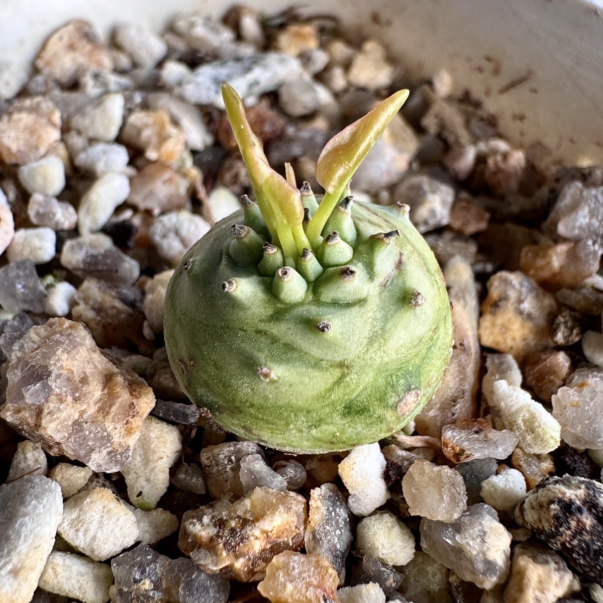 【Lj_plants】341「実生」ユーフォルビア グロブリカウリス/Euphorbia globulicaulis 厳選株 塊根植物_画像9