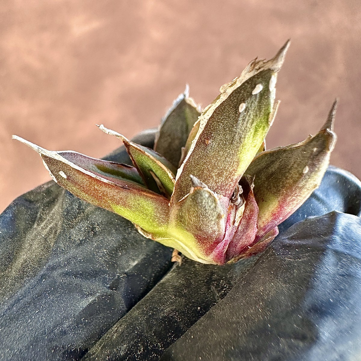 Lj_plants】377 多肉植物 アガベ 笹の雪 石化します 特殊凸凹 Lj_plants】377 多肉植物 アガベ 笹の雪 石化します 特殊凸凹