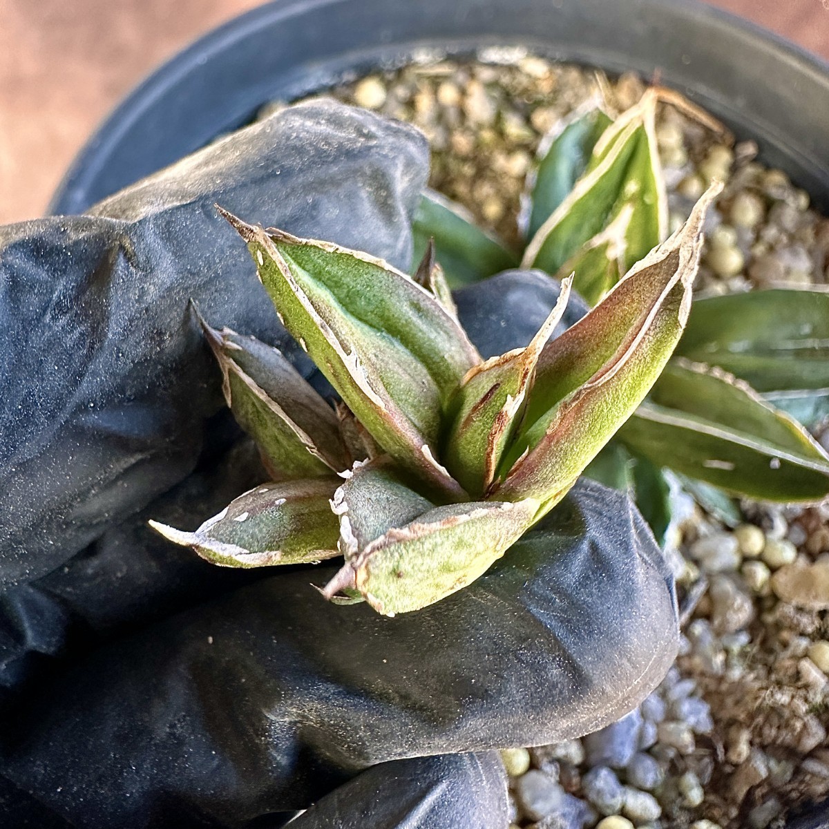 Lj_plants】377 多肉植物 アガベ 笹の雪 石化します 特殊凸凹 Lj_plants】377 多肉植物 アガベ 笹の雪 石化します 特殊凸凹