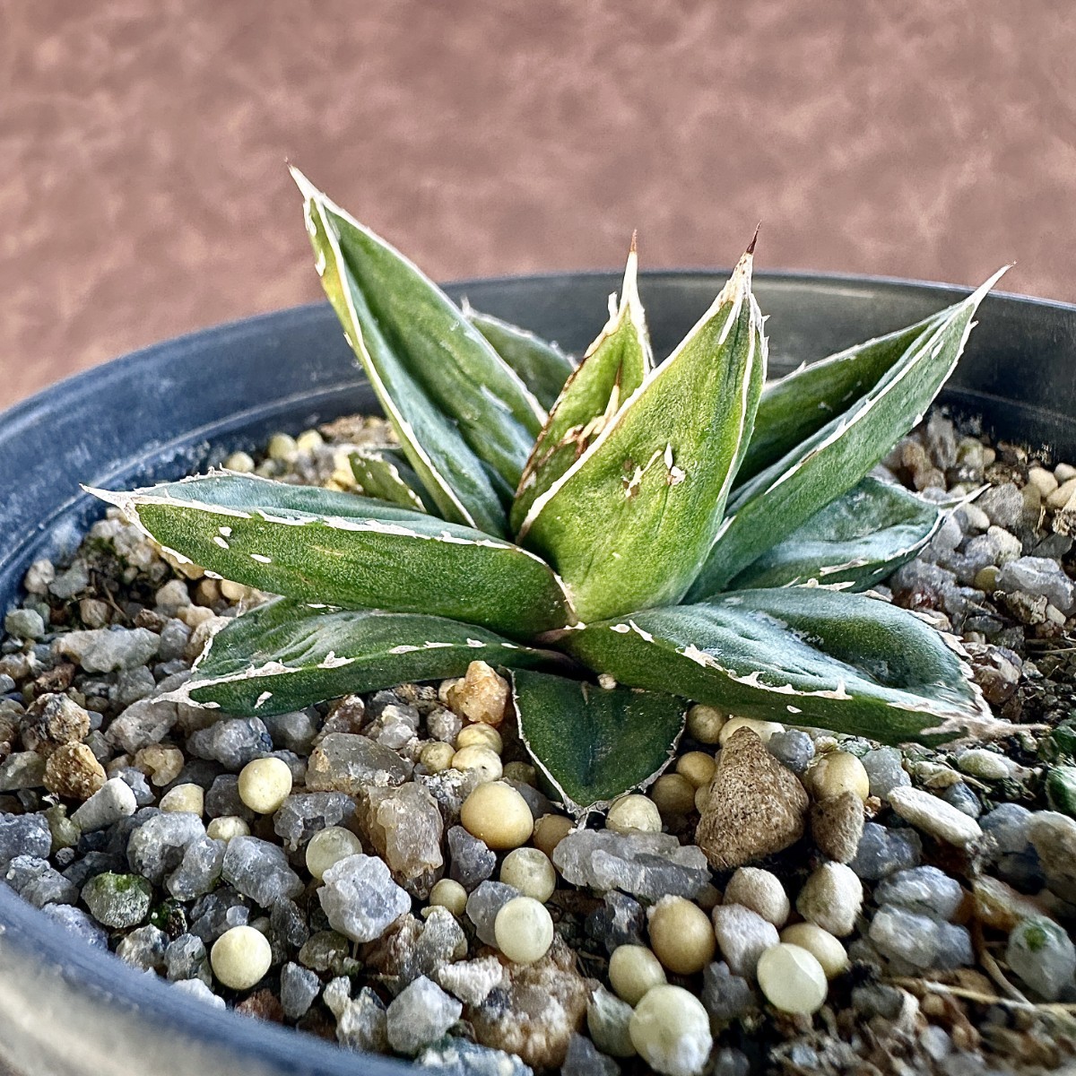 Lj_plants】377 多肉植物 アガベ 笹の雪 石化します 特殊凸凹 Lj_plants】377 多肉植物 アガベ 笹の雪 石化します 特殊凸凹