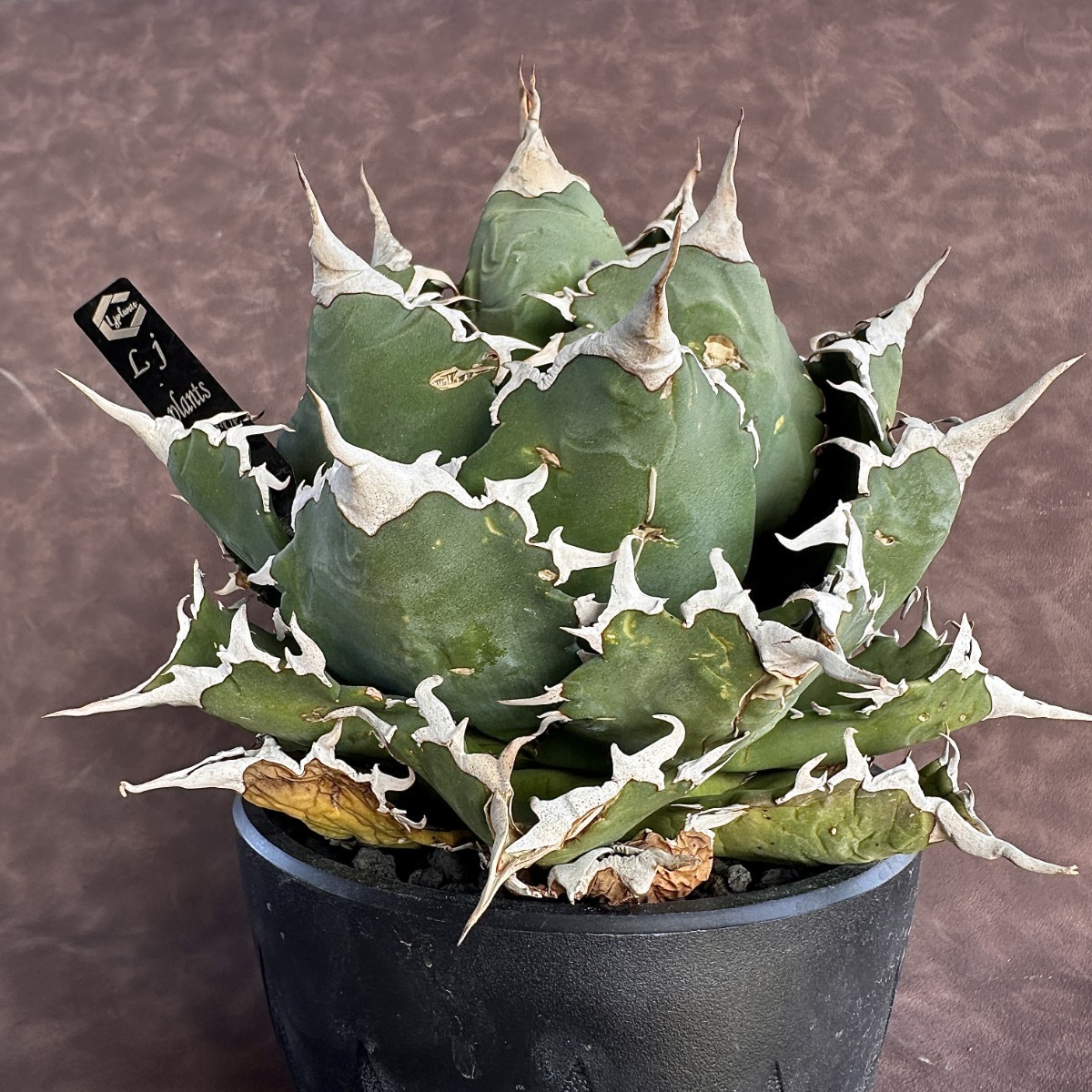 Yahoo!オークション - 【Lj_plants】442 アガベ チタノタ 魔獣 Yahoo!オークション - 【Lj_plants】442 アガベ チタノタ 魔獣