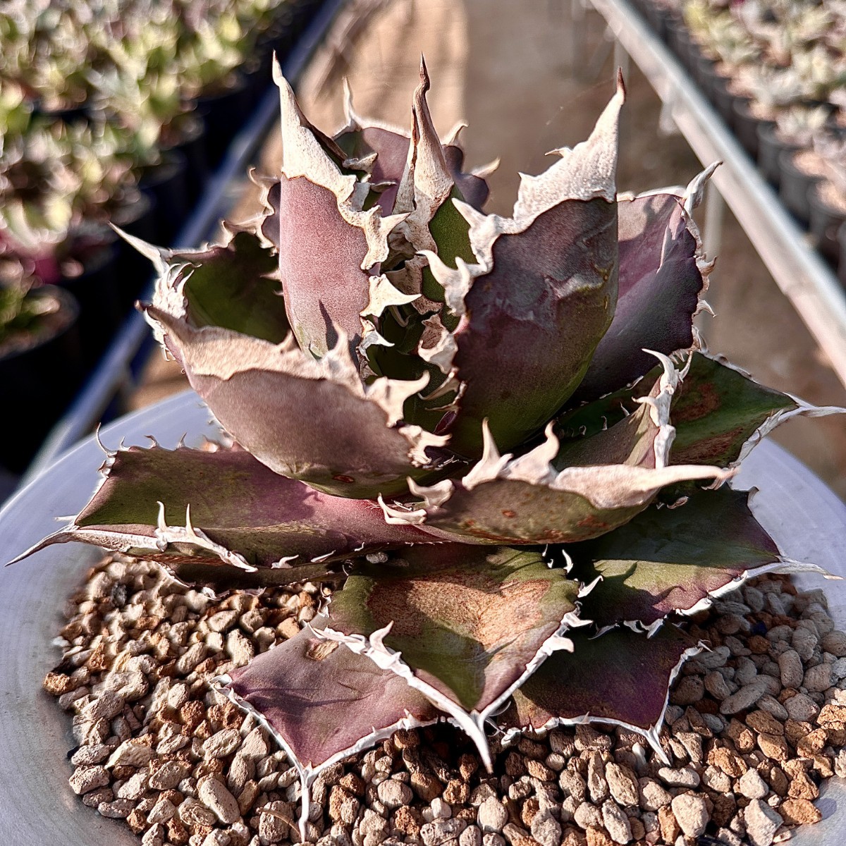 Yahoo!オークション - 【Lj_plants】447 アガベ チタノタ 金剛 Yahoo!オークション - 【Lj_plants】447 アガベ チタノタ 金剛