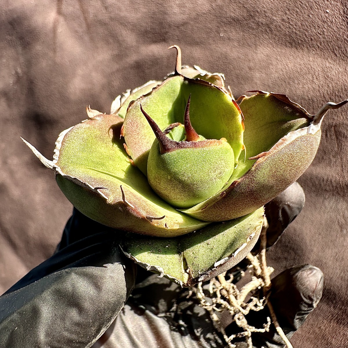 【Lj_plants】475 アガベ 多肉植物 ジャガーノート 純血 'Juggernaut' pure blood 優良な血統極上美株_画像10