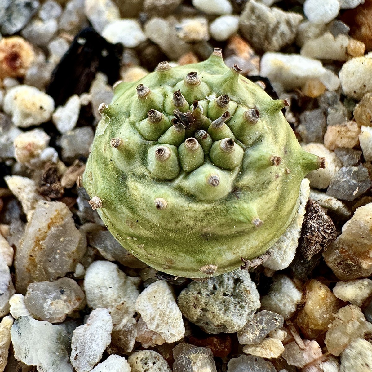 【Lj_plants】614「実生」ユーフォルビア グロブリカウリス/Euphorbia globulicaulis 厳選株 塊根植物 希少株 _画像1