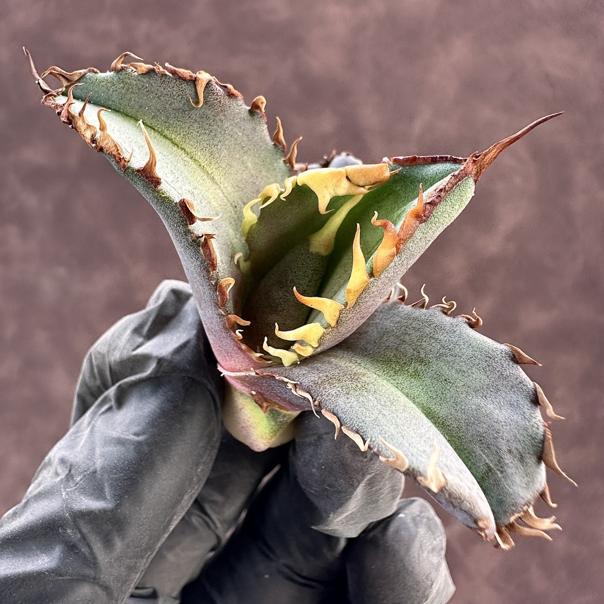 Yahoo!オークション - 【Lj_plants】819 アガベ チタノタ 金剛 Yahoo!オークション - 【Lj_plants】819 アガベ チタノタ 金剛