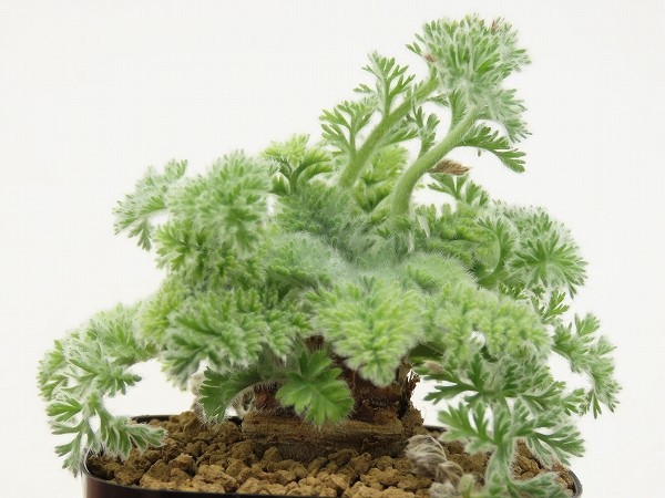 ■[Y149]appendiculatum アッペンディクラツム　実生苗　ヤマト運輸 【多肉植物　Pelargonium　ペラルゴニウム】_画像3