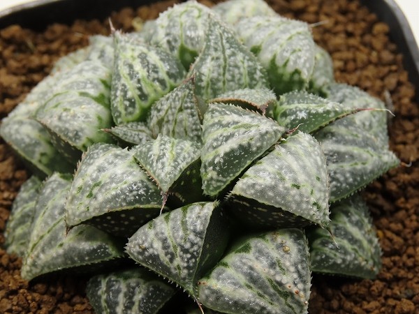 ■[Y082]雪景色　ヤマト運輸 【多肉植物　Haworthia　ハオルチア　ハオルシア】_画像1