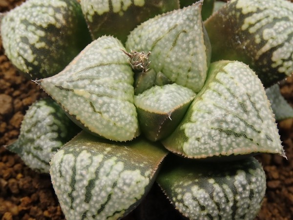 ■[Y064]パルテノンA×インペリアル　実生　未繁殖　ヤマト運輸 【多肉植物　Haworthia　ハオルチア　ハオルシア】_画像2