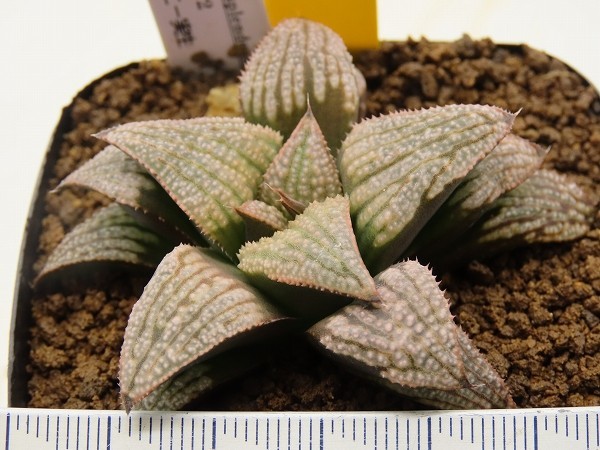 ■[Y050]古都姫葵F2×ティファニー実生　実生　未繁殖　ヤマト運輸 【多肉植物　Haworthia　ハオルチア　ハオルシア】_画像4