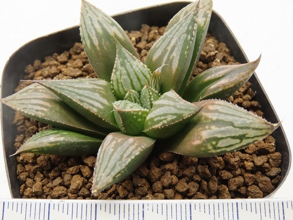 ■[Y021]シャドーライン　ヤマト運輸 【多肉植物　Haworthia　ハオルチア　ハオルシア】_画像2