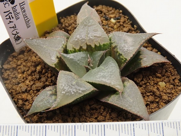 ■[Y006]バディア(大桑)　ヤマト運輸 【多肉植物　Haworthia　ハオルチア　ハオルシア】_画像2