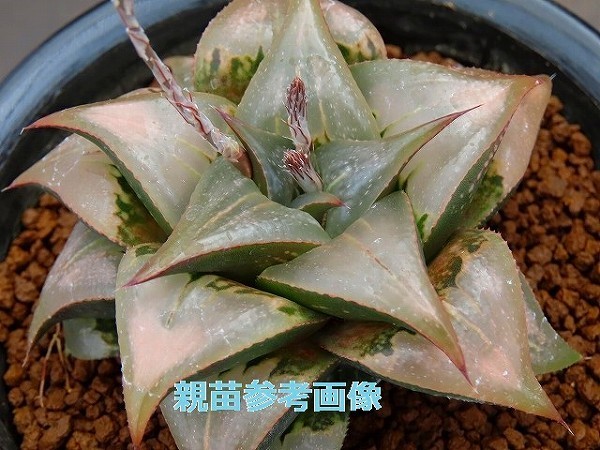 ■[Y006]バディア(大桑)　ヤマト運輸 【多肉植物　Haworthia　ハオルチア　ハオルシア】_画像3