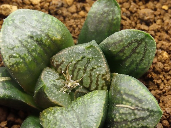 ■[W073]ティファニー実生×ブラックエンペラー　実生　未繁殖　ヤマト運輸 【多肉植物　Haworthia　ハオルチア　ハオルシア】_画像2