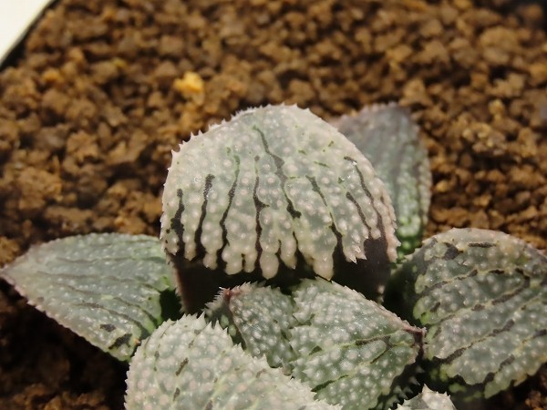 ■[Y076]ナイトメア×白瑠璃パルナシウス　実生　未繁殖　ヤマト運輸 【多肉植物　Haworthia　ハオルチア　ハオルシア】_画像2