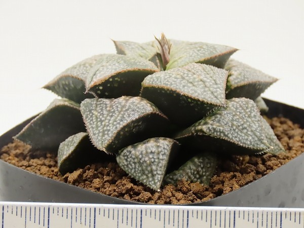 ■[Y042]ブーメランBig×Mary　実生　未繁殖　ヤマト運輸 【多肉植物　Haworthia　ハオルチア　ハオルシア】_画像4