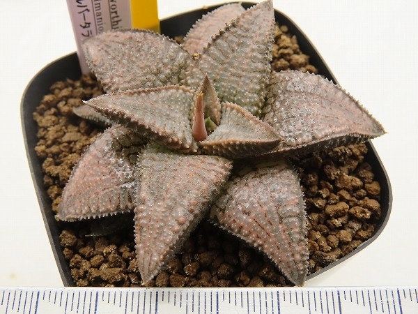 ■[Y020]シルバータランチュラ　ヤマト運輸 【多肉植物　Haworthia　ハオルチア　ハオルシア】_画像2