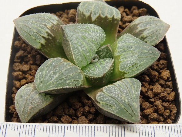 ■[Y021]インペリアル　ヤマト運輸 【多肉植物　Haworthia　ハオルチア　ハオルシア】_画像2