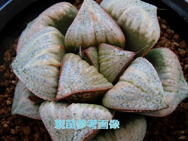 ■[W100]GM452-TM　ヤマト運輸 【多肉植物　Haworthia　ハオルチア　ハオルシア】_画像3