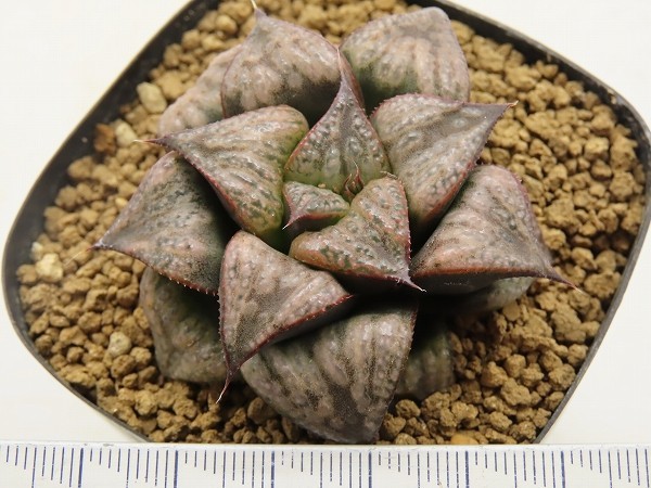 ■[W026]白肌赤耳　ヤマト運輸 【多肉植物　Haworthia　ハオルチア　ハオルシア】_画像2